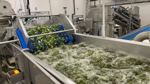 Der Salat wird in vier Grad kalten Wasser gewaschen, dabei sorgt Luft für einen Whirlpooleffekt, der den Schmutz besser entfernt.