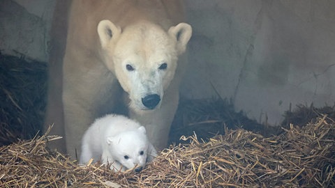 Eisbärbaby im Zoo Karlsruhe