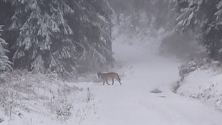 Ein Wolf steht in einem verschneiten Waldstück im Schwarzwald.