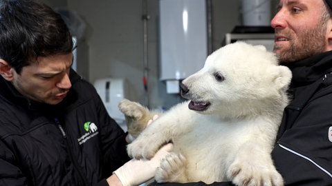 Die Zootierärzte Dr. Marco Roller und Dr. Lukas Reese (v.l.) untersuchen den jungen Eisbären, der von Revierleiter Moritz Ehlers gehalten wird.