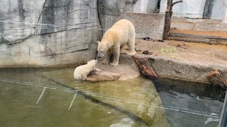 Eisbär-Baby für alle: Besucher im Zoo Karlsruhe dürfen nun den Eisbären sehen