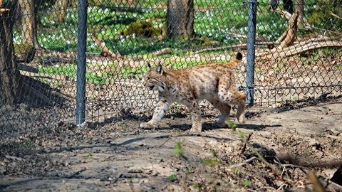 Die Luchse aus dem Karlsruher Zoo sollen in ihrem neuen Gehege auf die Wildnis vorbereitet werden.