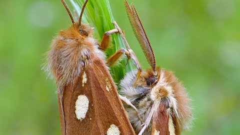 Mit dem Insektensterben geht auch die Zahl der Schmetterlingsarten immer weiter zurück