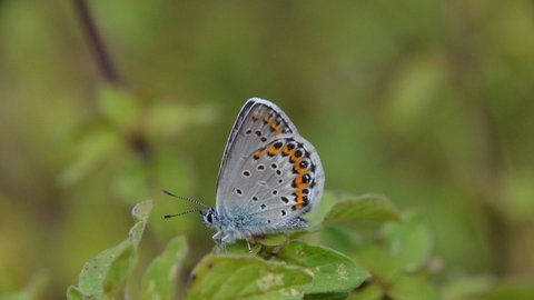 Mit dem Insektensterben geht auch die Zahl der Schmetterlingsarten immer weiter zurück