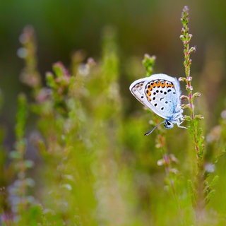 Manche Schmetterlingsarten sind bedroht: unter anderem der Silberfleckbläuling 