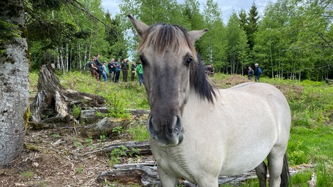 Wildpferde pflegen Bergweiden im Schwarzwald