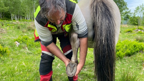 Wildpferde pflegen Bergweiden im Schwarzwald