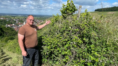 Weinberge in Baden-Baden verwildern. Winzer Volker Maier zeigt ein verwildertes Rebstück in Neuweier 