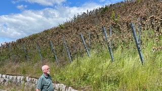 Im Baden-Badener Rebland verwildern immer mehr Rebflächen