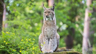 Auf dem Dobel im Nordschwarzwald ist erneut ein Luchs ausgewildert worden (Symbolbild) 