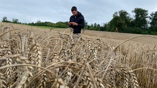 Bauer Axel Keller steht im Weizen und untersucht die von Pilzen befallenen Ähren.