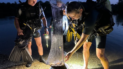 Der Staatssekretär des baden-württembergischen Umweltministerium sammelt am Baggersee die Kaulquappen des Ochsenfrosches.
