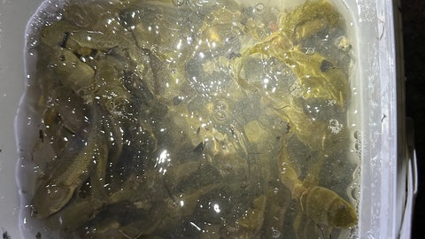 Taucher haben in zwanzig Minuten rund 330 Kaulquappen des Ochsenfrosches aus dem See gefischt.