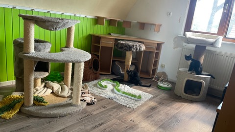 Im Haus von Katzenretterin Heidrun Mahl sind die Zimmer voller Spielsachen und Katzbäume für Katzen.