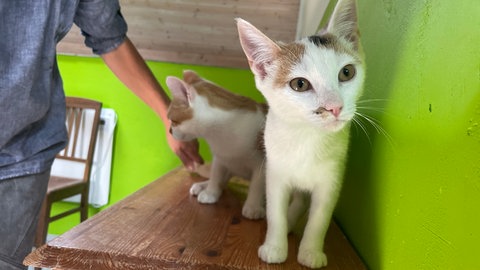Zwei Katzen sitzen auf einem Schrank. Tierschützerin nimmt streunende Katzen bei sich zu Hause auf.