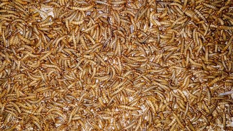 In einer einzigen Mehlwurmkiste leben tausende Tiere