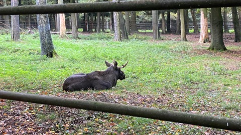 Ein Elch liegt auf dem Grasboden im Wildpark Pforzheim.
