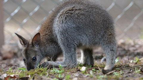(Symbolbild) Ein Känguru hinter einem Zaun