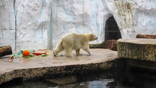 Eisbär Mika aus dem Karlsruher Zoo ist jetzt ein Jahr alt.