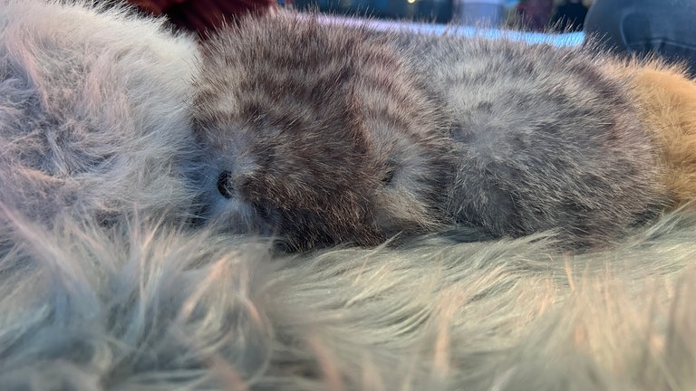 Booboos, meerschweinchenartigen KI-Roboter im ZKM, ohre ihre Accessoires.
