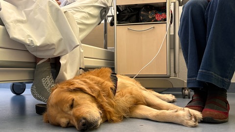 Palliativhund Hannes liegt nach seiner Arbeit auf dem Krankenhausboden und ruht sich aus.