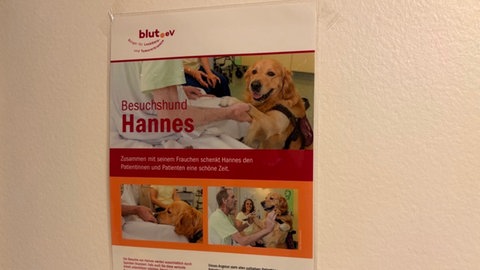 Auf einem Plakat im Krankenhaus wird Palliativhund Hannes angekündigt.