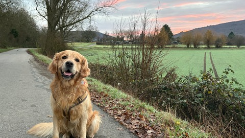 Portrait von Palliativhund Hannes bei Gassirunde auf dem Feld.