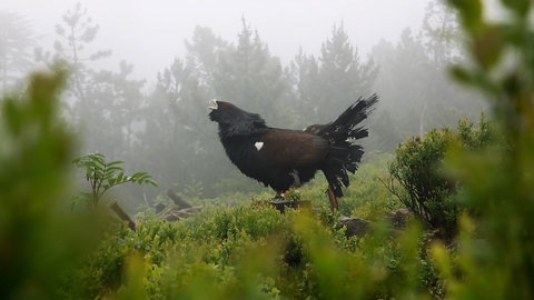 Der Auerhahn im Nationalpark Schwarzwald. Mit der Erweiterung hat er eine bessere Überlebenschance.