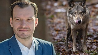 Collage aus Bürgermeister Stiebler und einem Wolf