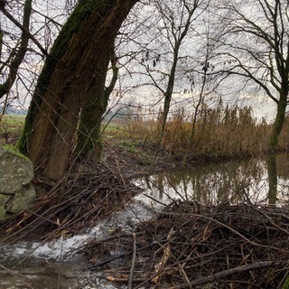 Seit Herbst 2025 lebt ein Biber am Plauelbach bei Achern - und baut dort an einem Damm.