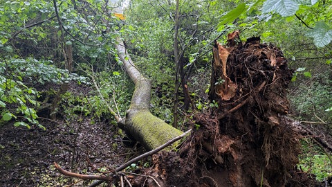 Umgestürzter Baum, der auf Schienen bei Remchingen gefallen ist.