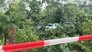 Umgestürzte Bäume in Karlsruhe