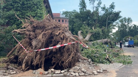 Durch das Unwetter sind Bäume in Karlsruhe entwurzelt worden