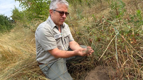 Clemens Erbacher, Bezirksleiter Forst im Landkreis Rastatt, kniet auf dem knochentrockenen Boden bei Iffezheim. Der Sand rieselt ihm durch die Finger.