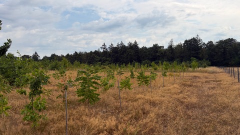 Aufgeforsteter Wald in der Hardtebene bei Iffezheim