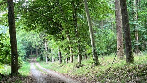 Der Wald bei Remchingen ist ein gesunder Mischwald.