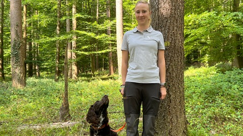 Douglasien-Zapfen ernten in Remchingen