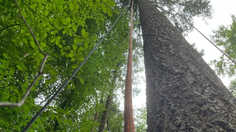 Das Seil eines Baumkletterers hängt von einer Douglasie im Wald bei Remchingen.