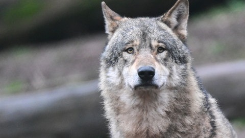 Symbolbild: Ein Wolf in einem Tierpark. Der Wolf auf der Hornisgrinde kommt Spaziergängern und ihren Hunden wieder auffällig nahe. Der Nationalpark plant Vergrämungsversuche.