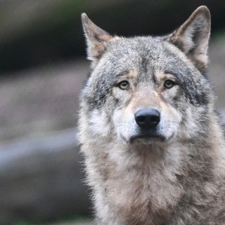Symbolbild: Ein Wolf in einem Tierpark. Der Wolf auf der Hornisgrinde kommt Spaziergängern und ihren Hunden wieder auffällig nahe. Der Nationalpark plant Vergrämungsversuche.
