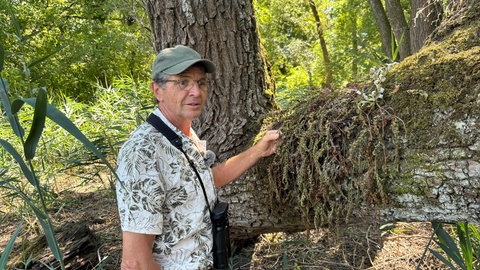 Ausgetrocknete Rheinauen bei Rastatt