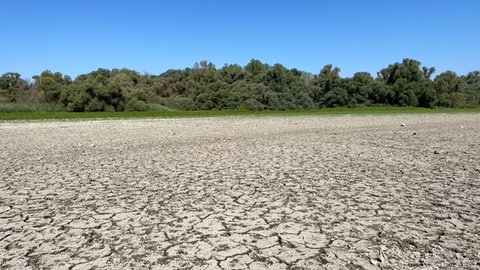 Ausgetrocknete Rheinauen Rastatt