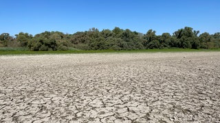 Ausgetrocknete Rheinauen Rastatt