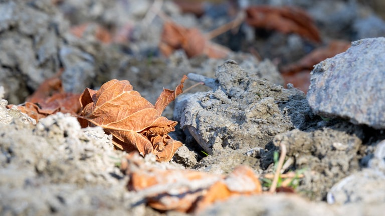 Ausgetrocknete Rheinauen bei Rastatt