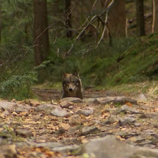 Wolf im Wald bei Herrenwies
