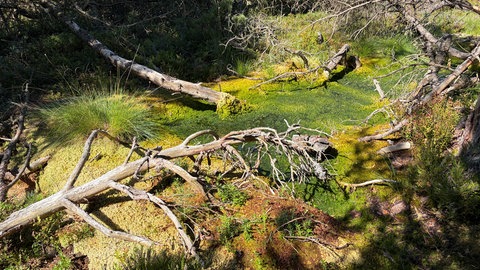 Das Moor am Kaltenbronn.