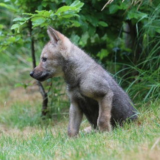 (Symbolbild) Im Nordschwarzwald gibt es nach Angaben der Forstlichen Versuchs- und Forschungsanstalt Baden-Württemberg Wolfsnachwuchs.