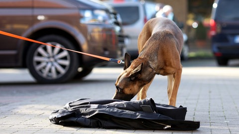 Ein Hund nimmt während eines Mantrailing-Seminars den Geruch von einer Jacke auf. 