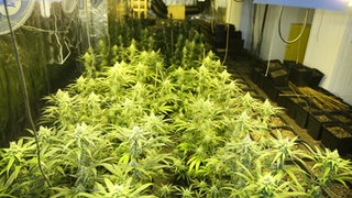 Eine illegale Cannabis-Plantage (Symbolbild). 