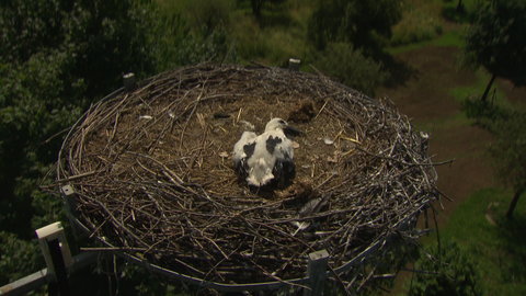 Jungstorch im Storchennest im Garten in Mannheim